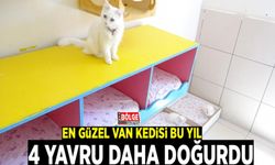 En güzel Van kedisi bu yıl 4 yavru daha doğurdu