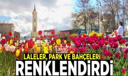 Laleler, park ve bahçeleri renklendirdi