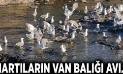 Martıların Van Balığı avı…