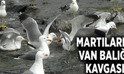 Martıların Van Balığı kavgası...