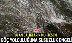 Uçan balıkların muhteşem göç yolculuğuna susuzluk engeli
