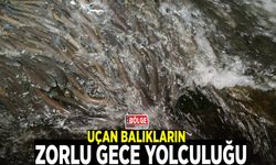 Uçan balıkların zorlu gece yolculuğu