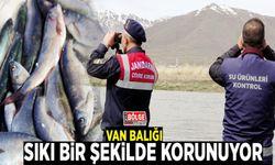 Van Balığı sıkı bir şekilde korunuyor