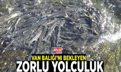 Van Balığı’nı bekleyen zorlu yolculuk