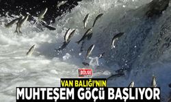 Van Balığı’nın muhteşem göçü başlıyor