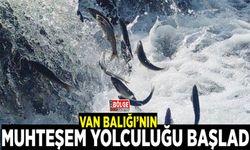 Van Balığı’nın muhteşem yolculuğu başladı