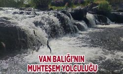 Van Balığı’nın muhteşem yolculuğu