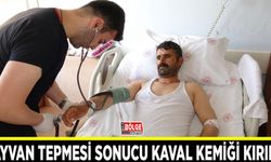 Büyükbaş hayvanın tepmesi sonucu kaval kemiği kırıldı