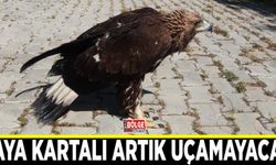 Kaya kartalı artık uçamayacak