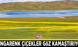 Keşiş yaylasında açan rengarenk çiçekler göz kamaştırıyor