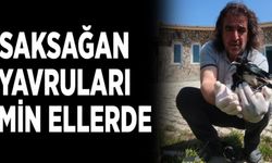 Saksağan yavruları emin ellerde