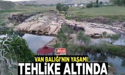 Van Balığı'nın yaşamı tehlike altında