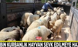Van’da 58 bin kurbanlık hayvan sevk edilmeye hazır