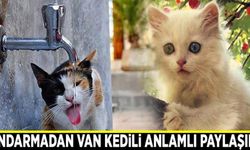 Jandarma Genel Komutanlığı’ndan Van Kedili anlamlı paylaşım...