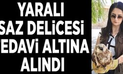 Yaralı saz delicesi tedavi altına alındı
