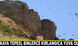 Dilkaya Tepesi, binlerce kırlangıca yuva oldu