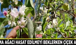 Elma ağacı hasat edilmeyi beklerken çiçek açtı