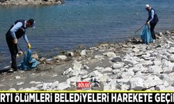 Martı ölümleri belediyeleri harekete geçirdi