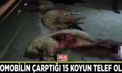 Otomobilin çarptığı 15 koyun telef oldu