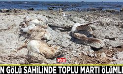 Van Gölü sahilinde toplu martı ölümleri