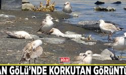 Van Gölü’nde korkutan görüntü...