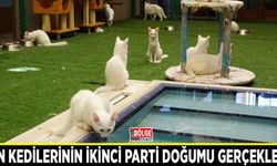 Van kedilerinin ikinci parti doğumu gerçekleşti