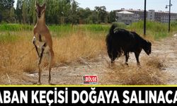 Yaban keçisi doğaya salınacak