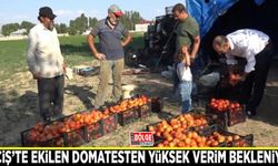 Erciş’te ekilen domatesten yüksek verim bekleniyor