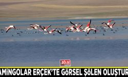 Flamingolar Erçek’te görsel şölen oluşturdu