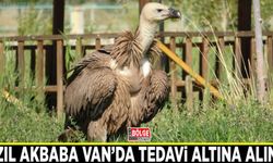 Kızıl akbaba Van’da tedavi altına alındı