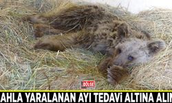 Silahla yaralanan ayı tedavi altına alındı