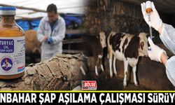 Sonbahar şap aşılama çalışması sürüyor