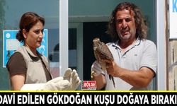 Tedavi edilen gökdoğan kuşu doğaya bırakıldı