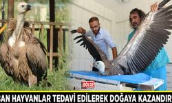 Yaban hayvanlar tedavi edilerek doğaya kazandırıldı