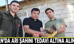 Bitkin halde bulunan arı şahini tedavi altına alındı