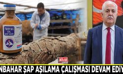 Sonbahar şap aşılama çalışması devam ediyor