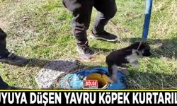 Sondaj kuyusuna düşen yavru köpek kurtarıldı