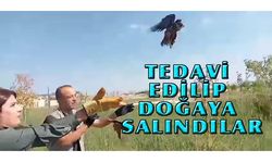 Tedavisi tamamlanan kuşlar doğaya salındı