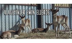 Van'a getirilen alageyikler emin ellerde...