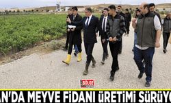 Van'da meyve fidanı üretimi sürüyor