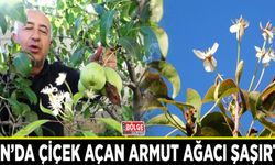 Van’da çiçek açan armut ağacı şaşırttı