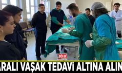 Yaralı vaşak tedavi altına alındı