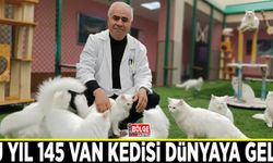Bu yıl 145 Van kedisi dünyaya geldi