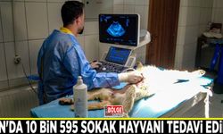 Van'da 10 bin 595 sokak hayvanı tedavi edildi