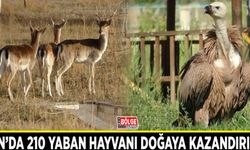 Van’da 210 yaban hayvanı doğaya kazandırıldı