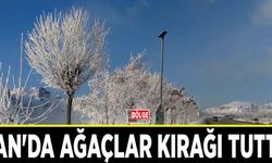 Van'da ağaçlar kırağı tuttu