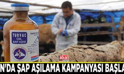 Van'da şap aşılama kampanyası başladı
