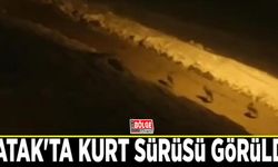 Çatak'ta kurt sürüsü görüldü