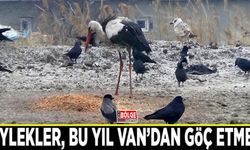 Leylekler, bu yıl Van’dan göç etmedi