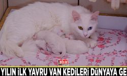 Bu yılın ilk yavru Van kedileri dünyaya geldi